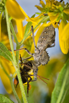 Wheel Bug (Arilus cristatus) sucking fluids from a bumble bee (Bombus sp.) it has captured. Note long piercing mouthpart of bug inserted into the bee.