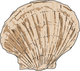 sea shell isolated