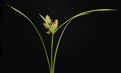 Yellow nutsedge (Cyperus esculentus) in bloom.