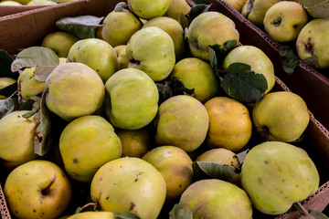 Fresh organic quince in the box on the farmers market. Autumn harvest of apple quinces. Healthy vegan food.