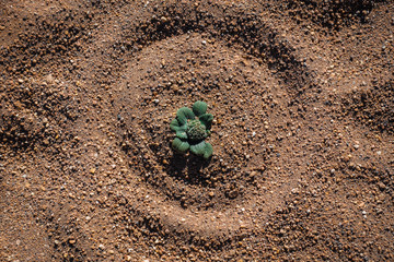 Small plant - Siloli desert