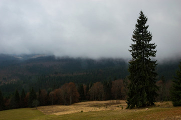 Fototapeta premium Autumn landscape backgroun in the rain with fog