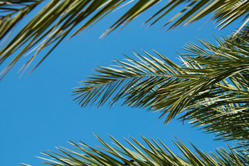 Naklejka premium Tropical background of palm trees against blue sky.