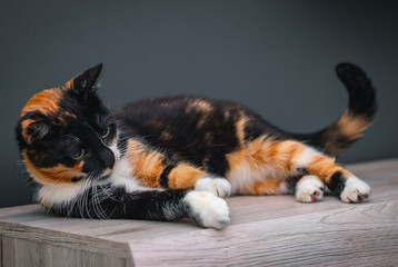 Naklejka na ściany i meble Calico cat lying on a wooden surface with large colorful eyes.