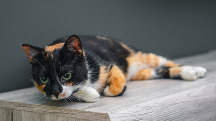Calico cat lying on a wooden surface with large colorful eyes. - obrazy, fototapety, plakaty