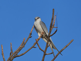 African swallow-tailed kite (Chelictinia riocourii)