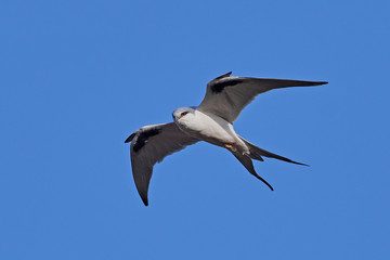 African swallow-tailed kite (Chelictinia riocourii)