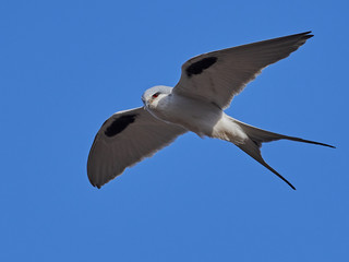 African swallow-tailed kite (Chelictinia riocourii)