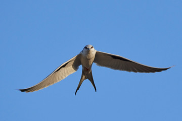 African swallow-tailed kite (Chelictinia riocourii)