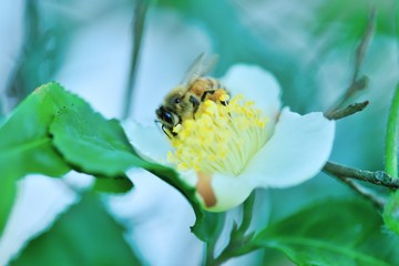 蜂蜜の花粉を集めに来たミツバチとお茶の花