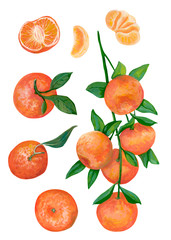 Hand drawn fruits set. Realistic botanical drawing with acrylic paints. Branch with tangerine fruits, whole, cut and slice of tangerines isolated on white. Elements for design. Traditional winter food