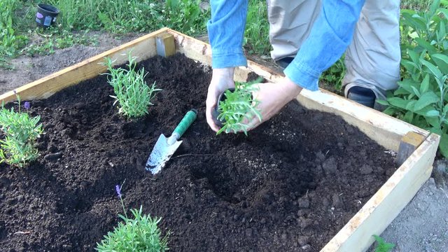 Gardener in raised flower bed planting lavender flowers seedlings