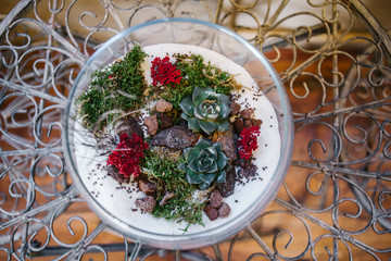 Terrarium Miniature Botanical Horticulture Grow. Terrarium  workshop.. Making Terrarium workshop