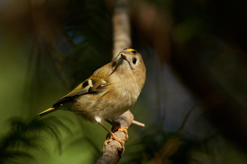 Goldcrest (Regulus regulus)