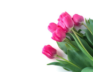 Pink tulip on white background.