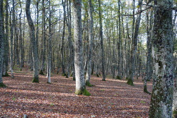 Bosco 3