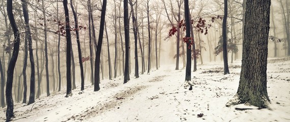 Snowy forest covered with glaze ice and rime. Fog,oak trees, red leafs, woodland, winter landscape. Can be used as panoramic christmas image. Czech republic,Europe.  .