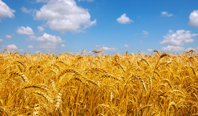 Wheat field and blue sky with clouds