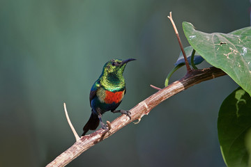 Beautiful sunbird (Cinnyris pulchella)