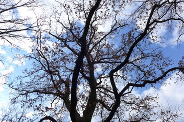 Trees in autumn against the sky
