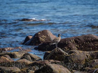 Brora / Szkocja - 26 sierpień 2019: Ptaki na plaży w Brora
