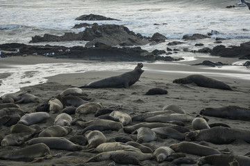 Male Elephant Seal Barks At Another Seal