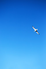 Fototapeta premium seagull on a background of blue sky