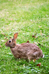 Young cottontail rabbit feeding on the green grassy lawn.