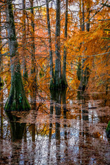 Cyprès Chauve en Automne