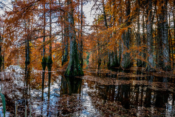 Cyprès Chauve en Automne