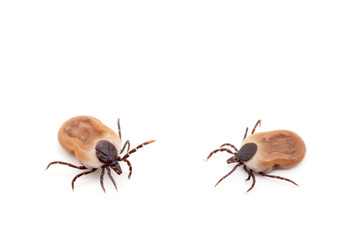 health danger disease carrier ticks
