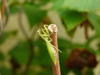 Praying mantis climbing