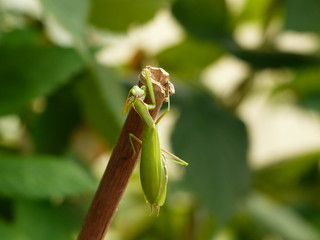 Praying mantis backside