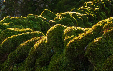 A close-up of bright green moss covering the top of a ruggest curing stone fence in Yorkshire, England
