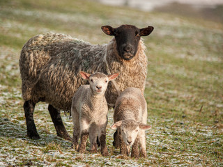 A close-up of a ewe and her two lambs stand on a green field with light snowfall, looking directly...