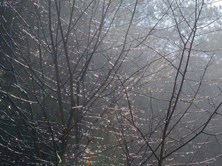 A random, criss-cross patternof wet bare twigs and branches highlighted by the backlit sun through the trees