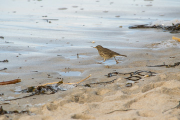 Rock pipit on Cornish coastline looking for food on the sandy beach in November