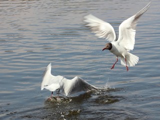 Seagull in the water, birds fighting for food