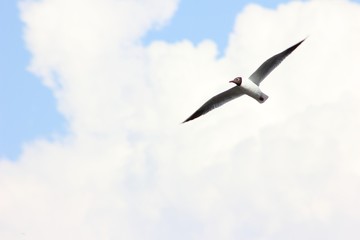 Seagull on blue sky background with clouds, free space for text 