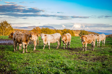 Vaches dans le pré en Automne