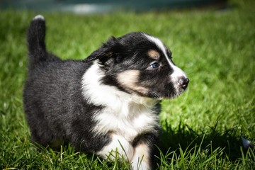 Happy puppy of border collie. He is running outside in the garden with siblings.