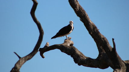 Osprey in Tree