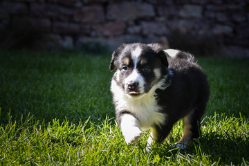 Fototapeta premium One happy puppy of border collie. Six week old border collie puppy. They are so cute 
