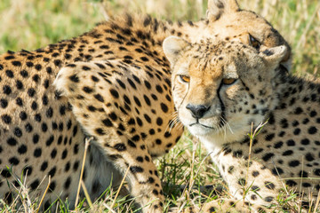 Naklejka na ściany i meble Beautiful closeup wildlife portrait of cheetahs relaxing/cuddling in the grass in masai mara, kenya, africa. Safari and wild animal concept.