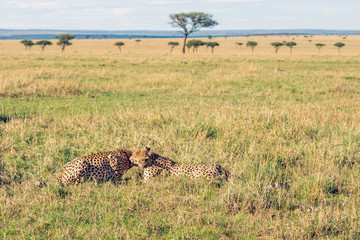 Beautiful closeup wildlife portrait of cheetahs relaxing/cuddling in the grass in masai mara, kenya, africa. Safari and wild animal concept.