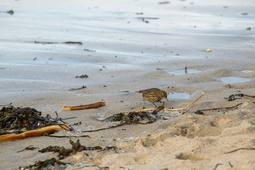 Rock pipit on Cornish coastline looking for food on the sandy beach in November