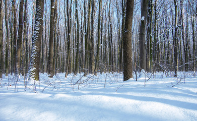 Naklejka premium Beautiful winter landscape in the forest.
