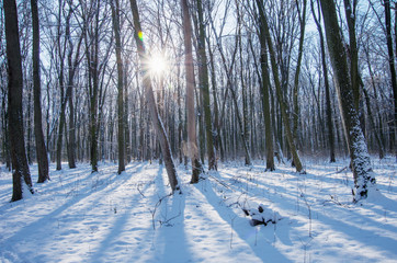 Sunset in winter forest background
