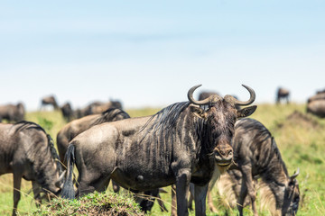 Wildebeest portrait in masai mara in kenya. Wildlife and moment concept.