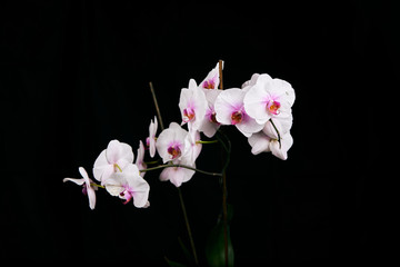 Fototapeta na wymiar Orchid flower blossom isolated on the black background with copyspase for cards and design.